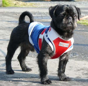 マッスルドッグ