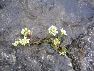 burren hana