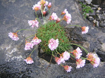 burren hana2