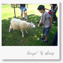 haya&sheep.jpg