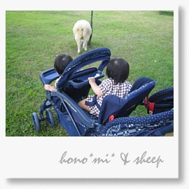 hono mi &sheep.jpg