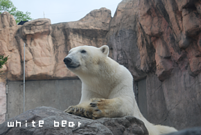 white bear.png