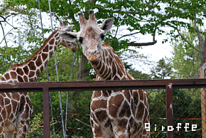 giraffe.png