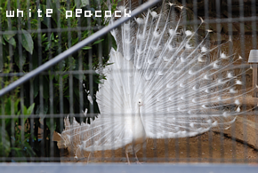 white peacock.png