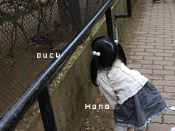 hono and duck.png
