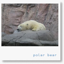 動物園　北極熊.jpg