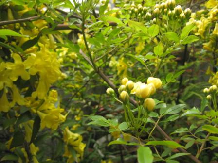 モッコウ薔薇とジャスミン