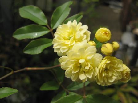 マダガスカルジャスミン