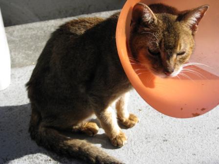 ちびちゃん日向ぼっこ