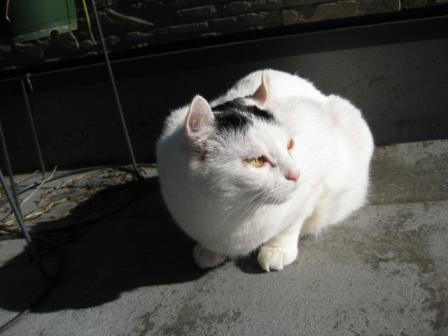 さくら日向ぼっこ