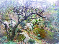 花野季