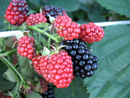 blackberry.jpg