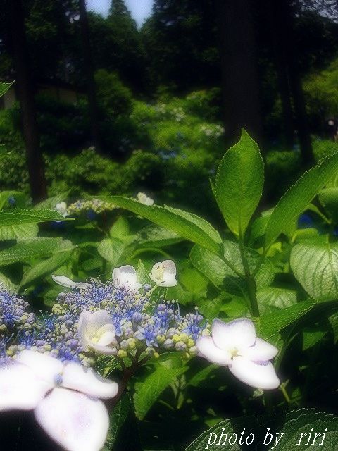 IMGP0899a.jpg