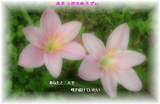 咲き続ける47.jpg