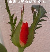 200608051222000.jpg