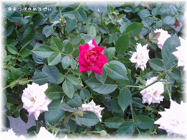ミニ薔薇.jpg
