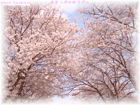 桜の天井