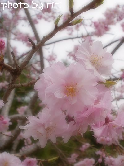 画像 007a.jpg