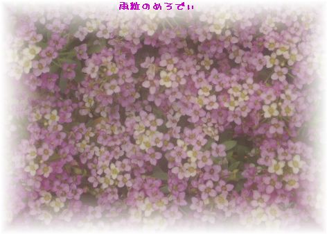 小花紫.jpg