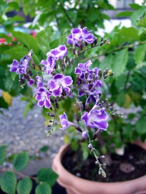 duranta02.jpgg