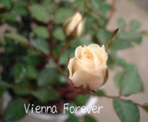 Vienna Forever2