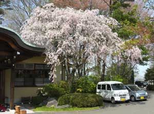 仙台護国神社（桜）.jpg