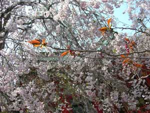 仙台護国神社（桜と枝）.jpg