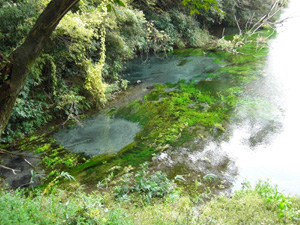 柿田川公園（2つの源泉）.jpg