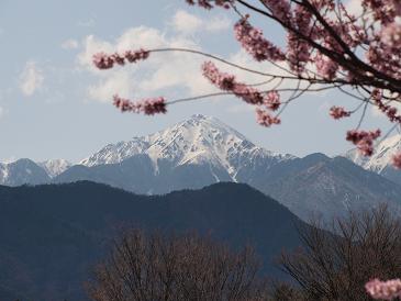 桜と山.jpg