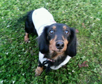 ダックスしずくの「あっ！コレいいかも♪」