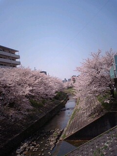 佐保川の桜