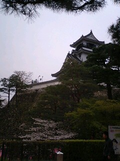 高知城のサクラ