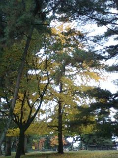 奈良公園　イチョウの紅葉