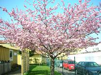 コピー ～ DSCN2600.JPG