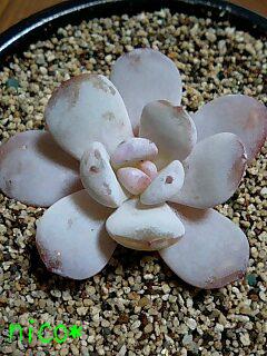 『クローディア』2