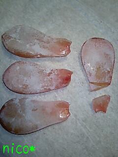 『クローディア』の葉っぱ