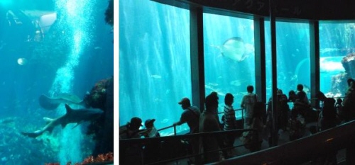 下田海中水族館　７