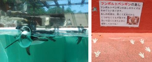 下田海中水族館　９