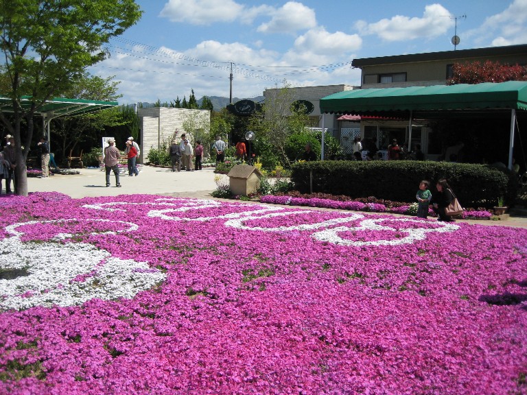 芝桜.jpg