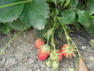 ブログ用 432.jpg