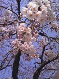 ２００８年４月２０日の桜