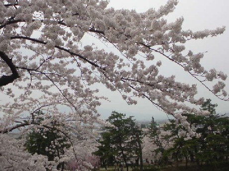 弘前、桜満開　その２