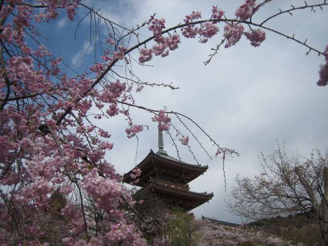 三重塔と枝垂桜