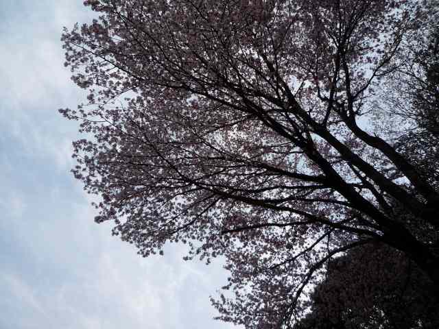 エコパ途中の桜