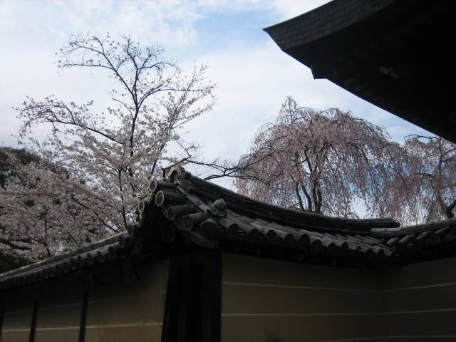 高台寺　土塀の桜