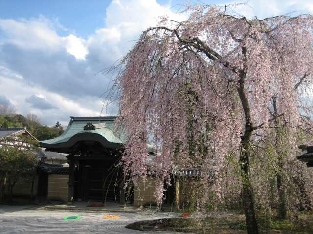 満開の高台寺