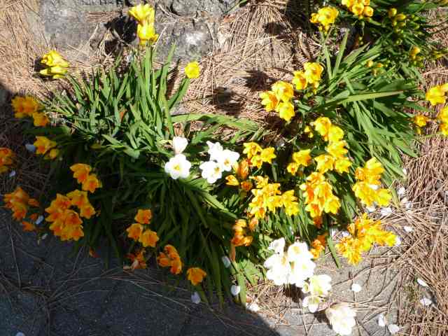 道端に咲くクロッカス