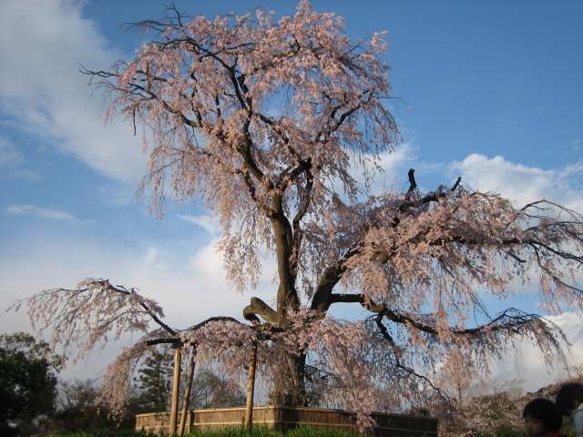 円山公園の枝垂桜