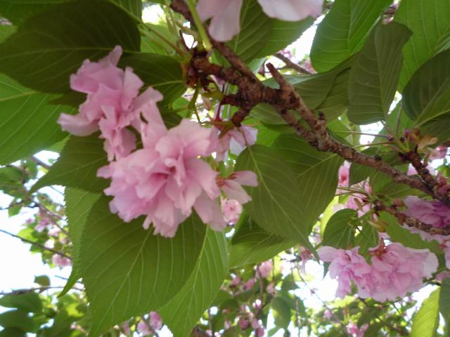 丈六寺の八重桜