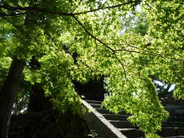 新緑の鮮やかな丈六寺参道